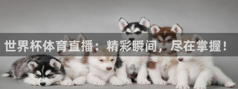 世界杯体育直播：精彩瞬间，尽在掌握！